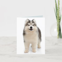 Tarjeta de nota en blanco del perro del Husky pimi