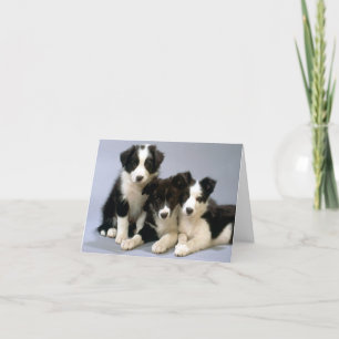 Tarjeta de nota en blanco del perro del perro del 