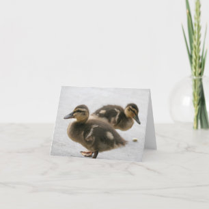 Tarjeta de nota en blanco, Ducklings