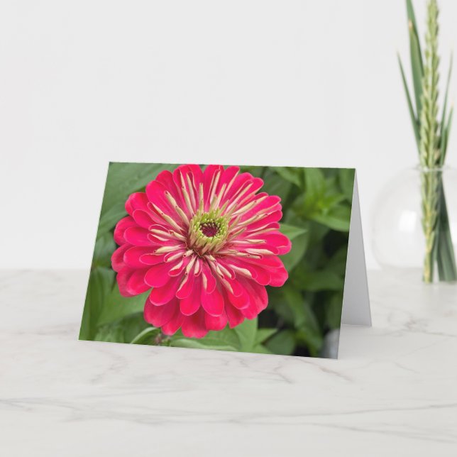 Tarjeta de nota en blanco Magenta Zinnia (Anverso)