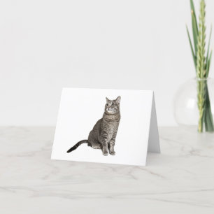 Tarjeta de nota en blanco para el gato abisino