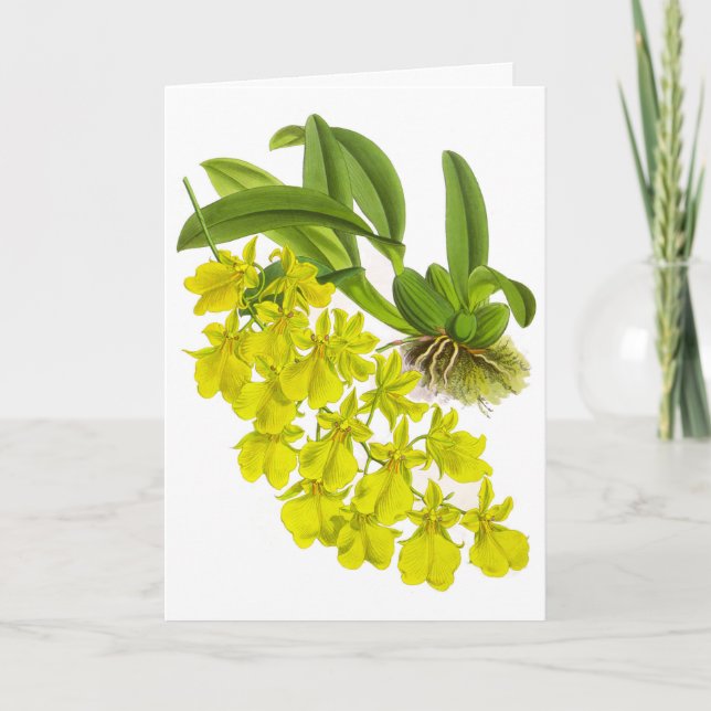 Tarjeta de nota en blanco para la flor de orquídea (Anverso)