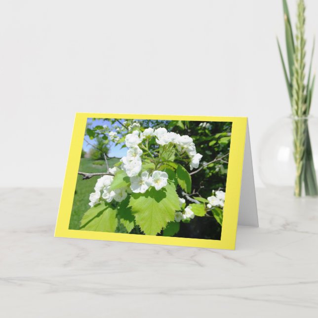 Tarjeta de nota en blanco para las flores de Hawth (Anverso)