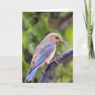 Tarjeta de nota en blanco para pájaro azul orienta