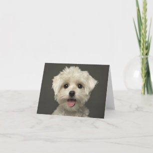 Tarjeta de nota en blanco para perros con pipa mal