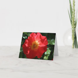 Tarjeta de nota en blanco: Rosa majestuoso