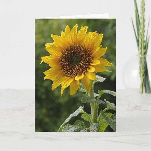 Tarjeta de nota floral en blanco de girasol (Anverso)