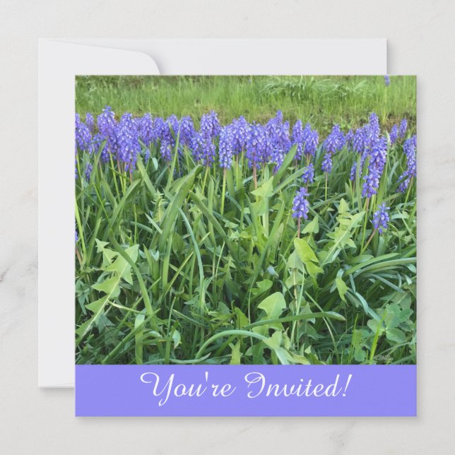 Tarjeta de nota fotográfica Violet Bluebells (Anverso)
