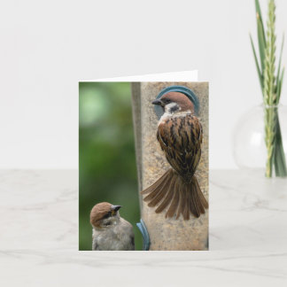 Tarjeta de nota: Gorriones de árbol en alimentador