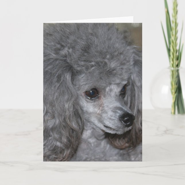 Tarjeta de nota Gray Poodle (Anverso)