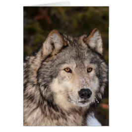 Tarjeta de nota Gray Wolf