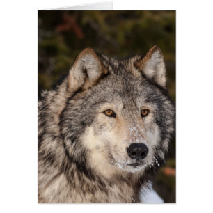 Tarjeta de nota Gray Wolf