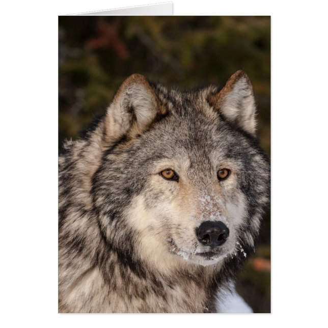 Tarjeta de nota Gray Wolf (Frente)