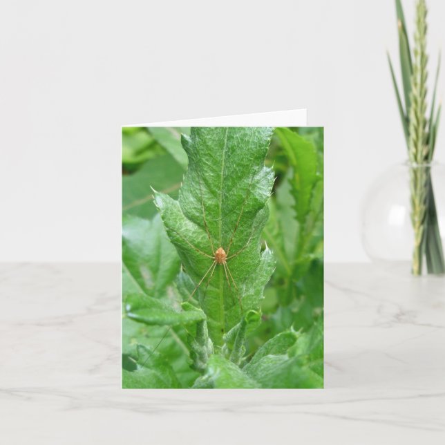 Tarjeta de nota Harvestman Daddy Longleg (Anverso)