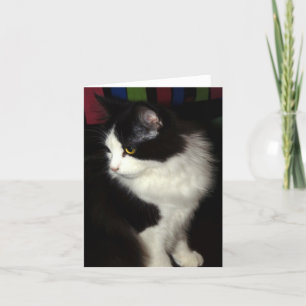 Tarjeta de nota hermosa del gatito