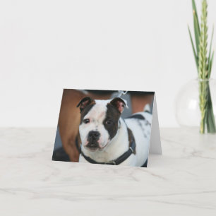 Tarjeta de nota joven de Staffordshire bull