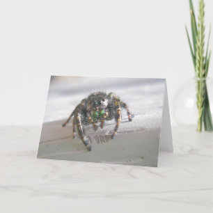 Tarjeta de nota Jumping Spider (Phiddipus audax)