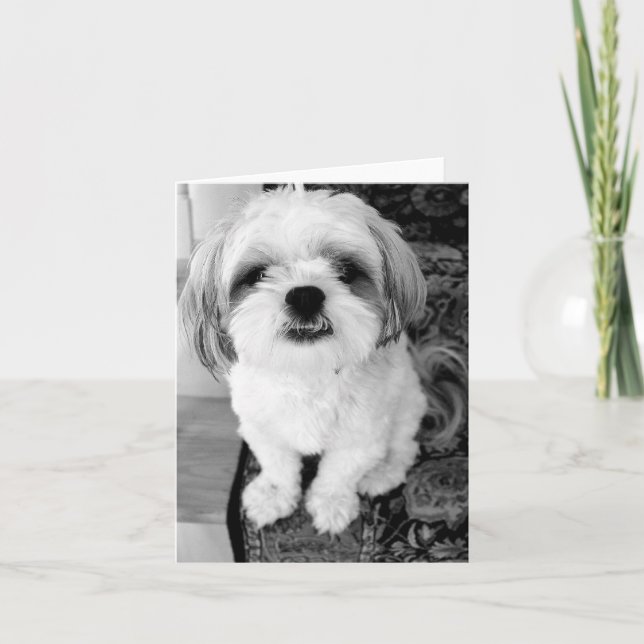 Tarjeta de nota linda de Shih Tzu (Anverso)