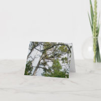 Tarjeta de nota OBX Lob Lolly Pine Trees