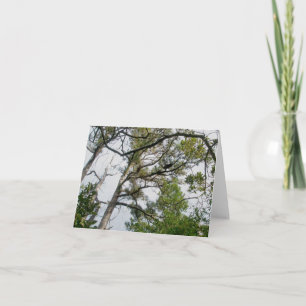 Tarjeta de nota OBX Lob Lolly Pine Trees