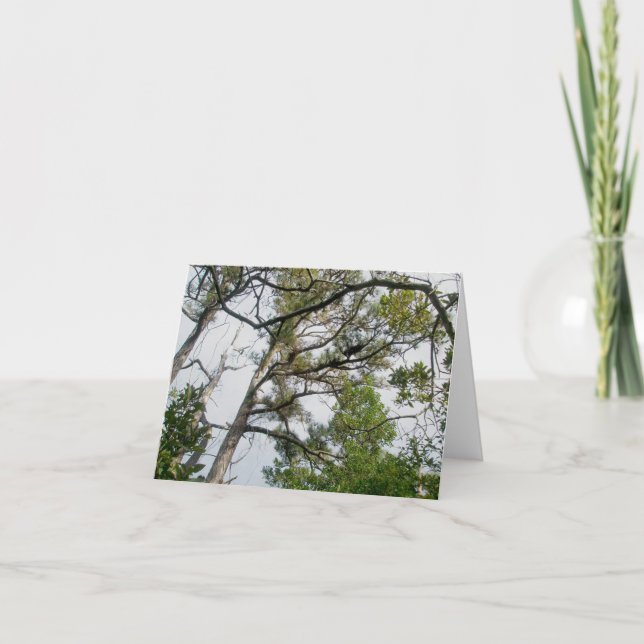 Tarjeta de nota OBX Lob Lolly Pine Trees (Anverso)