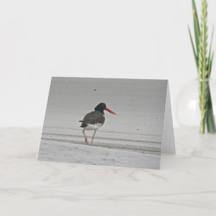 Tarjeta de nota Oystercatcher
