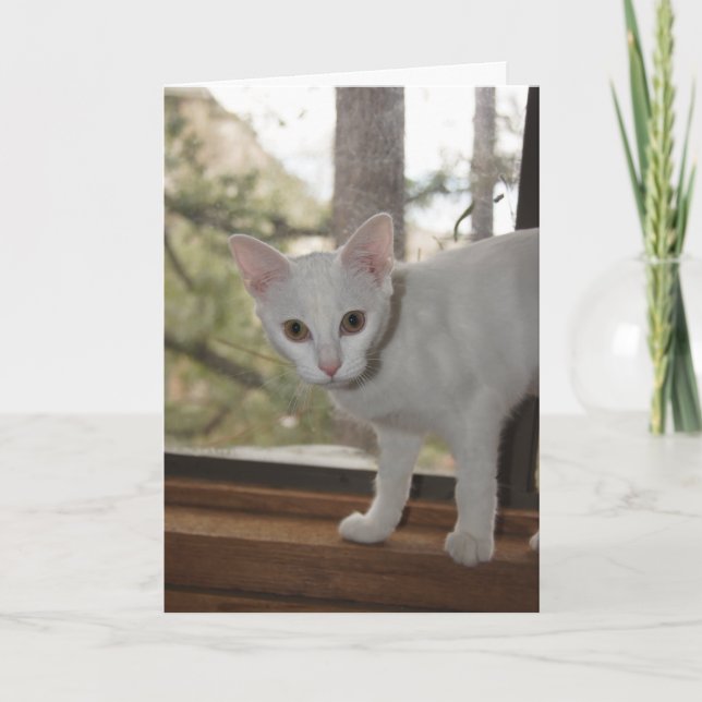 Tarjeta de nota para gatitos (Anverso)