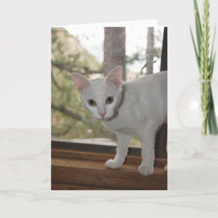 Tarjeta de nota para gatitos