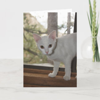 Tarjeta de nota para gatitos
