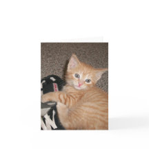 Tarjeta de nota para gatitos brillantes