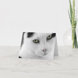 Tarjeta de nota para gato blanco