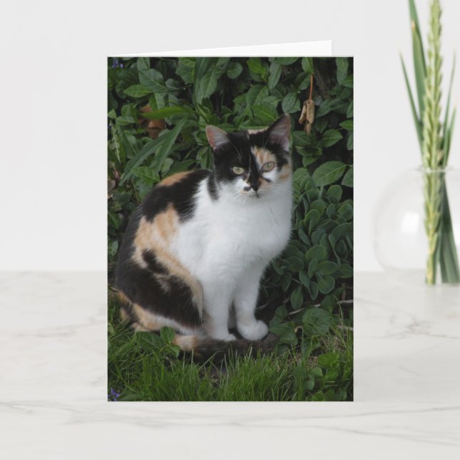 Tarjeta de nota para gato Calico (Anverso)