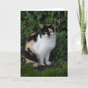 Tarjeta de nota para gato Calico
