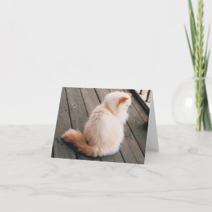 Tarjeta de nota para gato persa