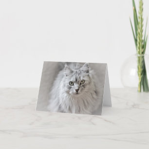 Tarjeta de nota para gato siberiano