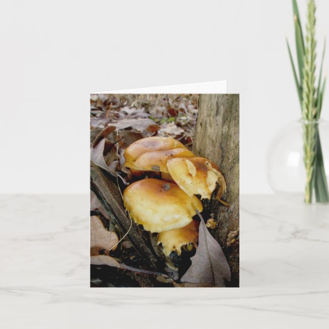 Tarjeta de nota para hongos de colonia naranja (Anverso)