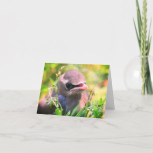 Tarjeta de Nota para la Naturaleza Animal de Bird 