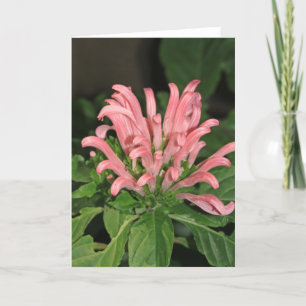 Tarjeta de nota para planta de camarón rosa
