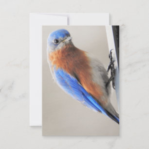 Tarjeta de nota plana con Bluebird oriental
