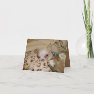 Tarjeta de nota plegada Comfy Chihuahua