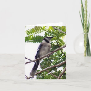 Tarjeta de nota plegada de foto de Jay azul