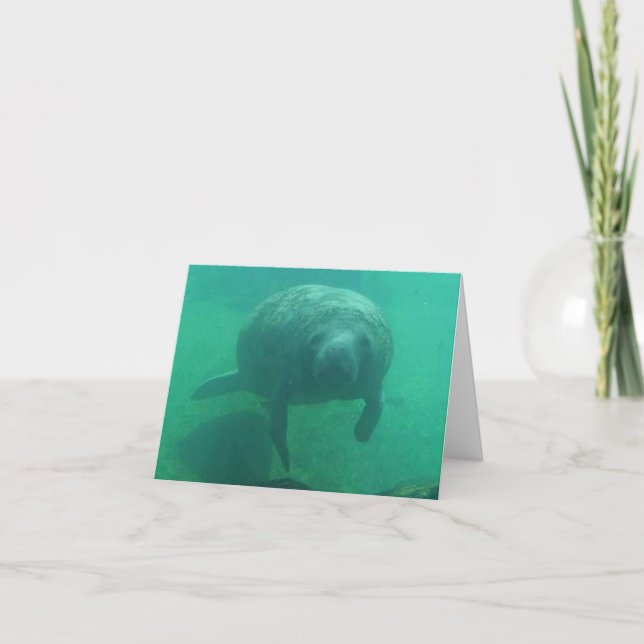 Tarjeta de nota plegada de la foto de Manatee (Anverso)