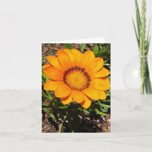 Tarjeta de nota plegada Enorma Naranja Gazania Rig