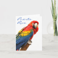 Tarjeta de nota Scarlet Macaw Puerto Rico
