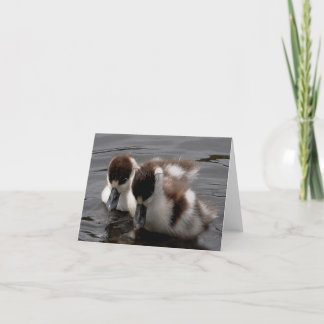 Tarjeta de nota: Shelduck Chicks 4