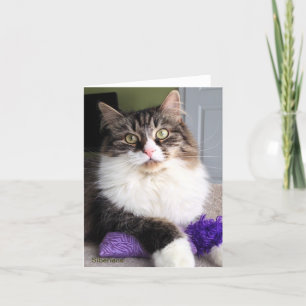 Tarjeta de nota siberiana del gato