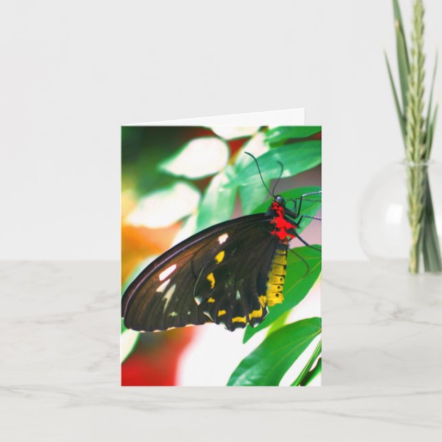 Tarjeta de nota sobre la naturaleza de la mariposa (Anverso)