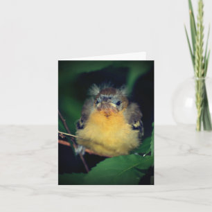 Tarjeta de nota sobre la naturaleza de los pájaros