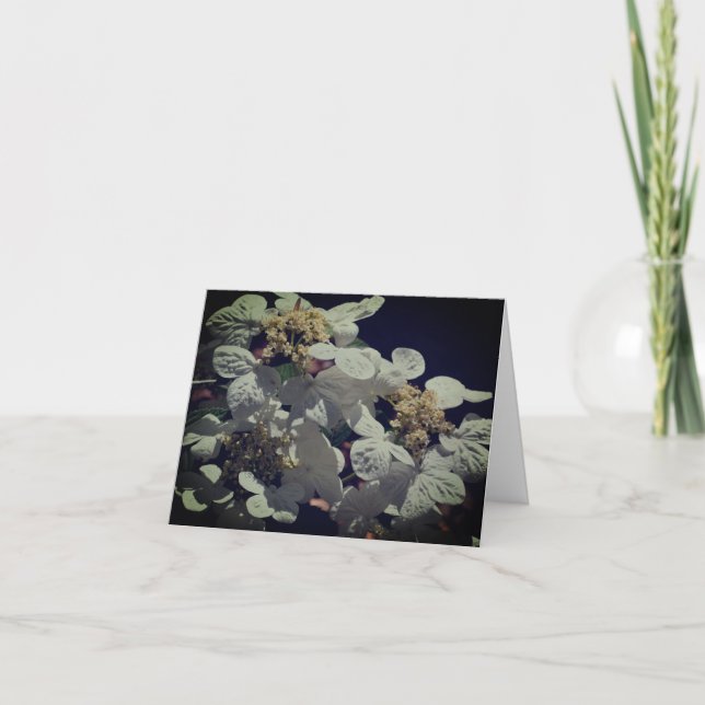 Tarjeta de nota sobre las flores del capuchón de e (Anverso)