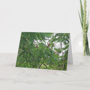 Tarjeta de nota Staghorn Sumac